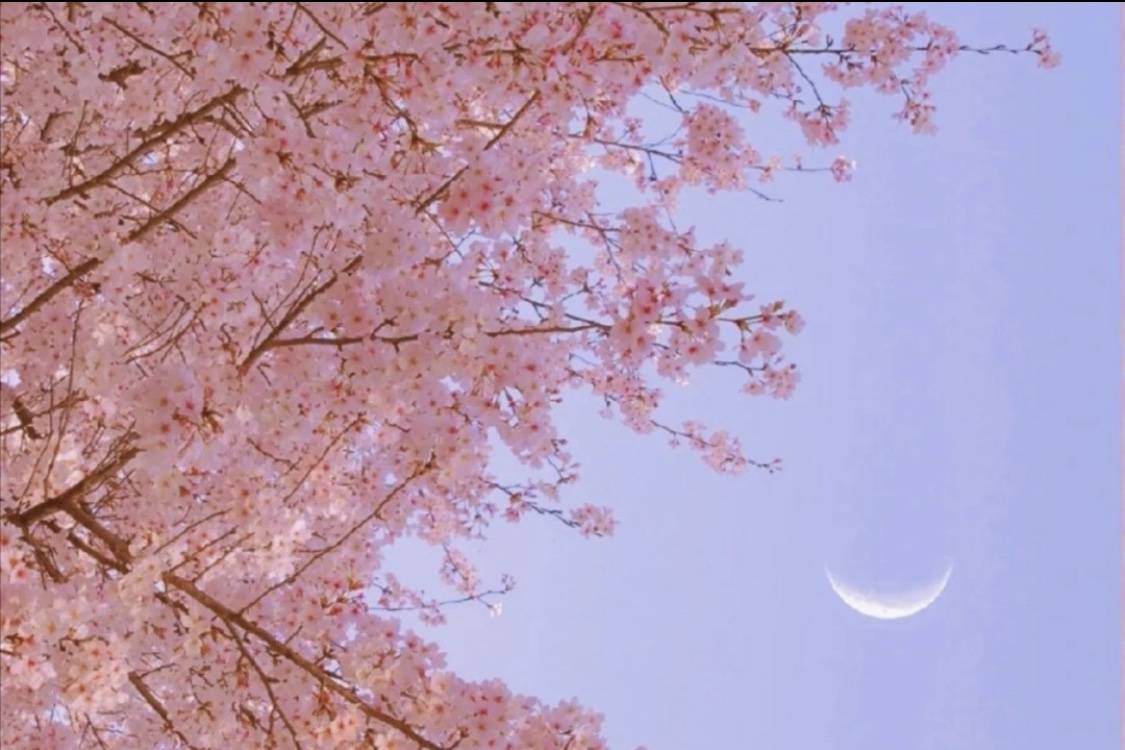 苏简安陆薄言最新章节揭秘，小巷中的秘密宝藏