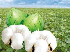 新疆棉花最新价格，市场趋势与影响因素分析深度解读