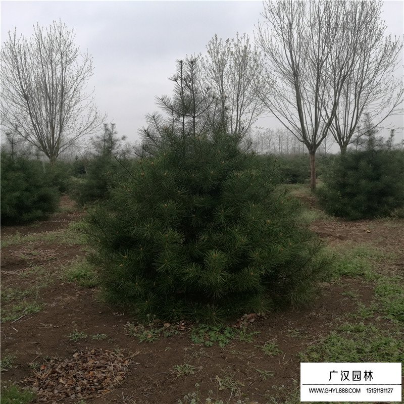 第1724页