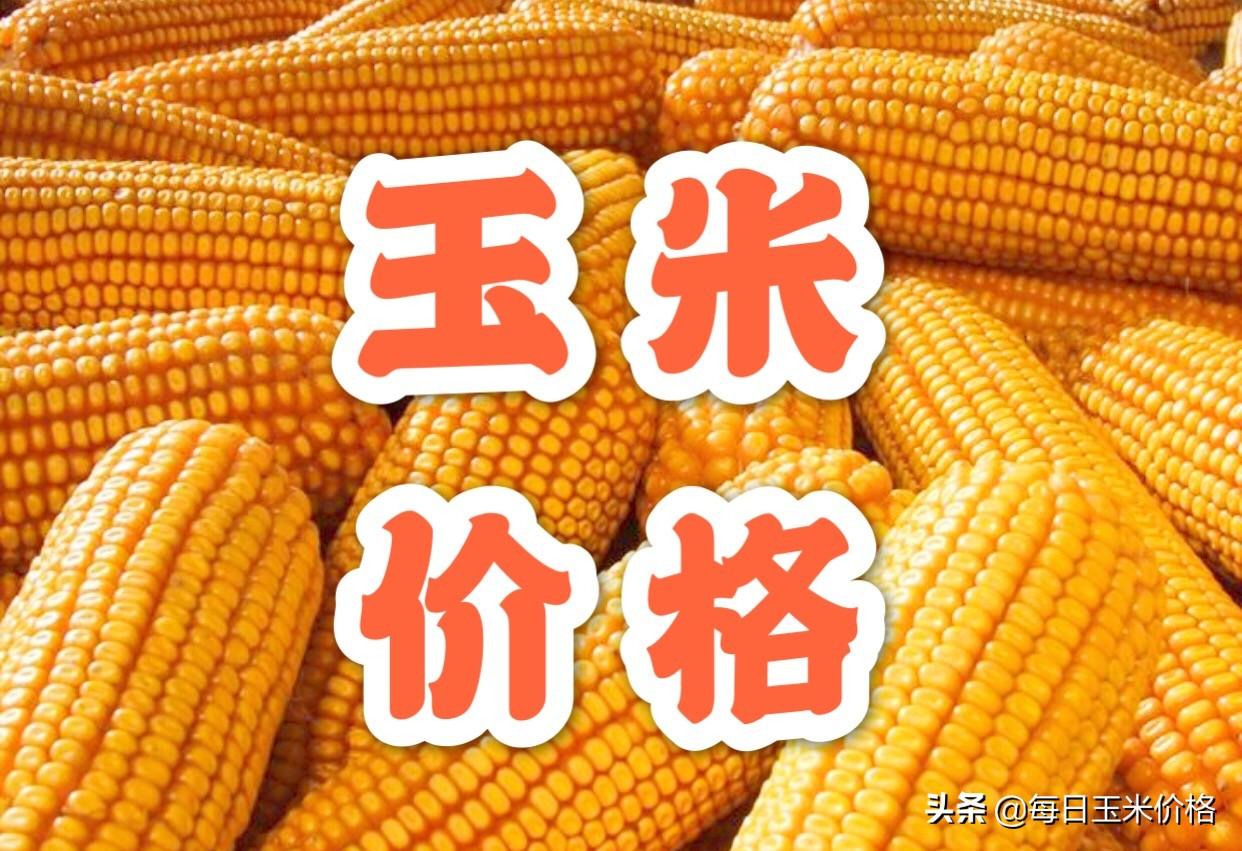 山东玉米最新价格揭秘，科技引领市场，开启玉米市场新篇章