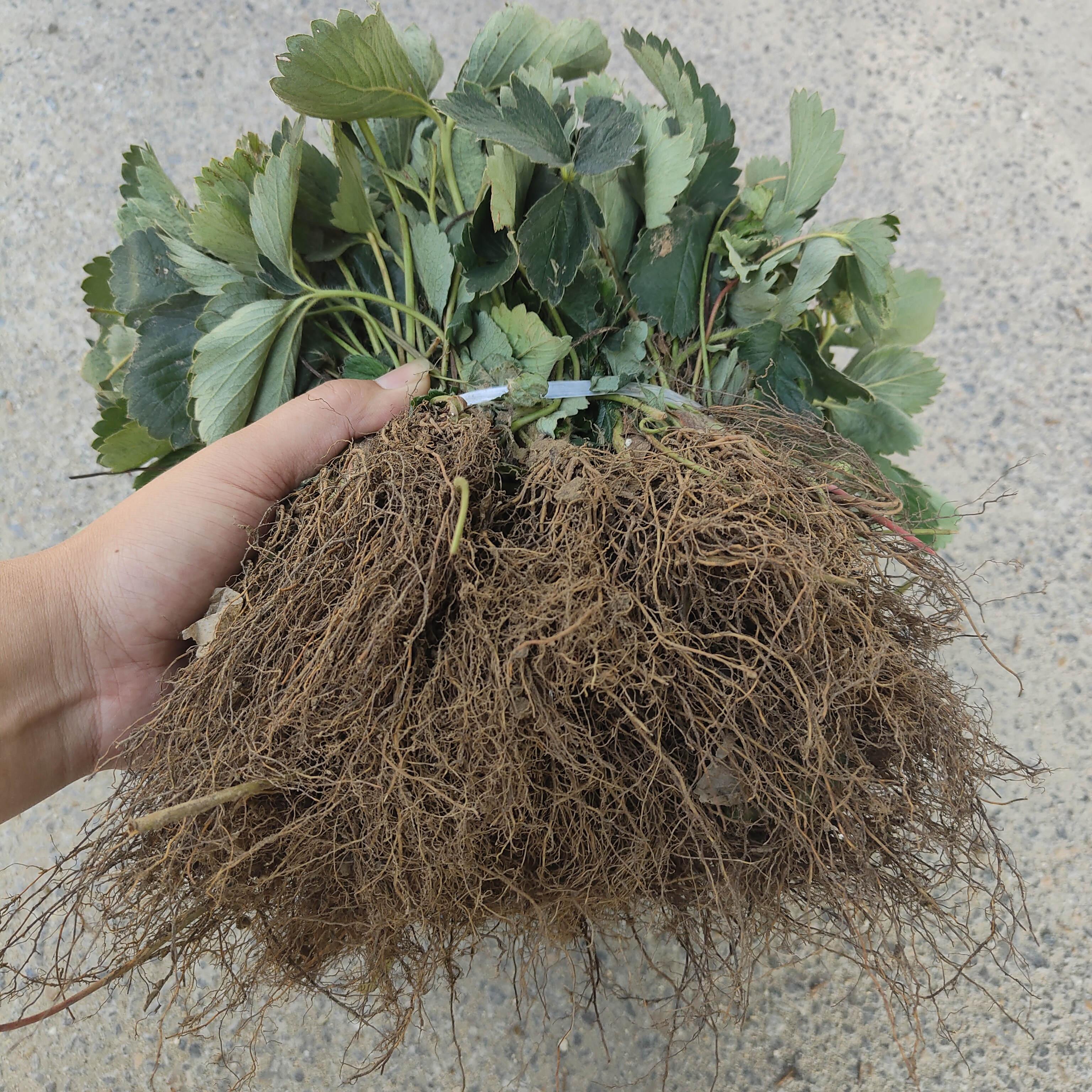 草莓新品种种植指南，从选种到培育的全方位指导