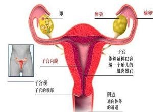 通草的功效与作用能通输卵管堵塞,持续执行策略_AP29.89.94
