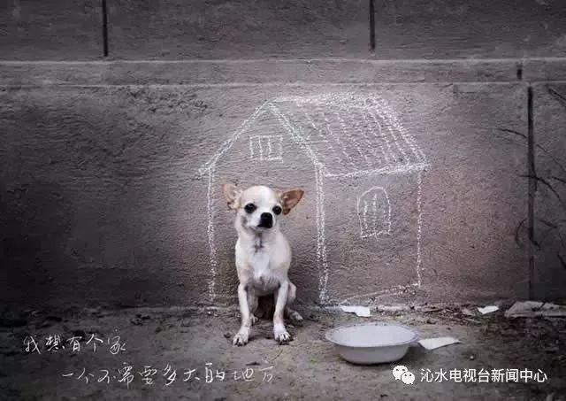 狗狗币最新价格揭秘，小巷深处的神秘宝藏