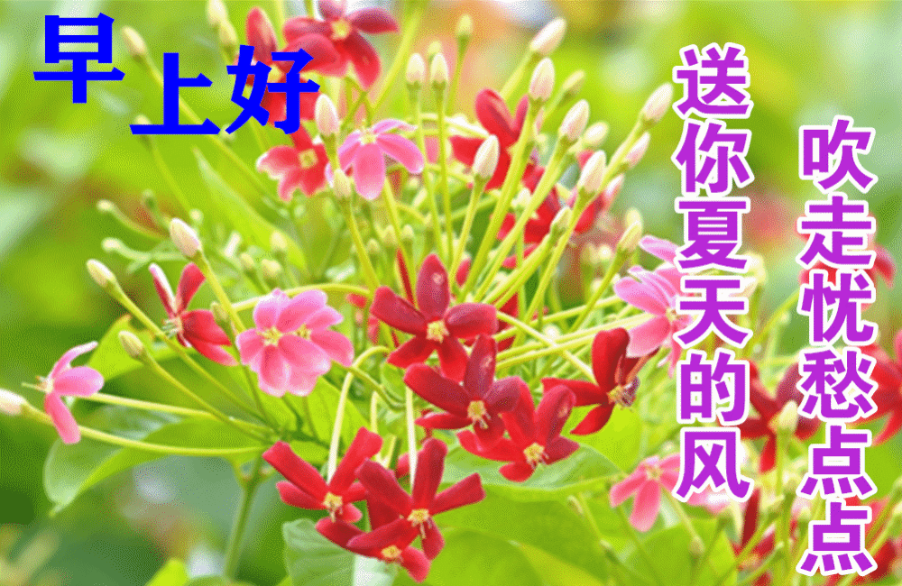 最新最美早上好图片，自然美景的探索之旅