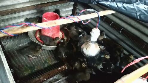 老鸭窝最新网址