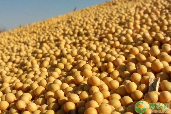 大豆价格最新行情回顾与洞察，深度解析市场动态趋势