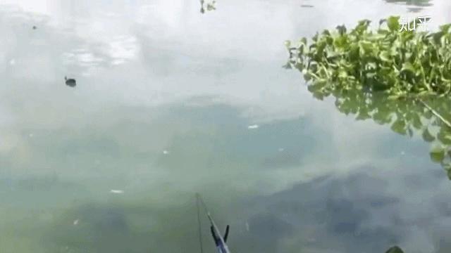 最新钓鱼方法