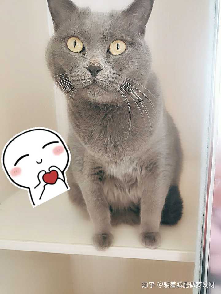 爱猫人士必看，最新猫咪网址大揭秘