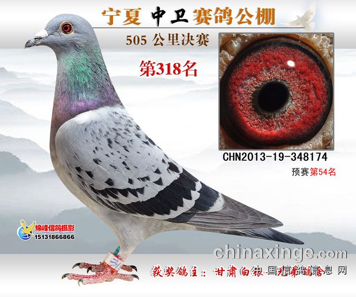 中卫赛鸽公棚最新公告，展翅高飞，共创未来！