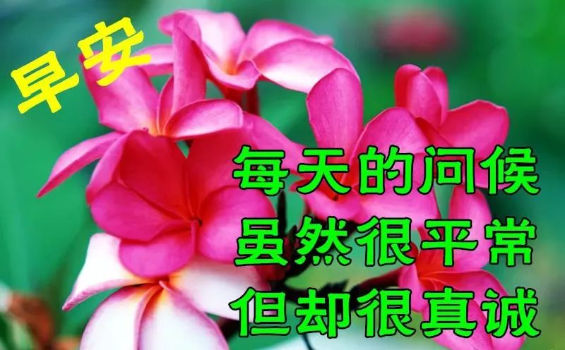 新日启程，阳光校园美景与同学们的笑脸