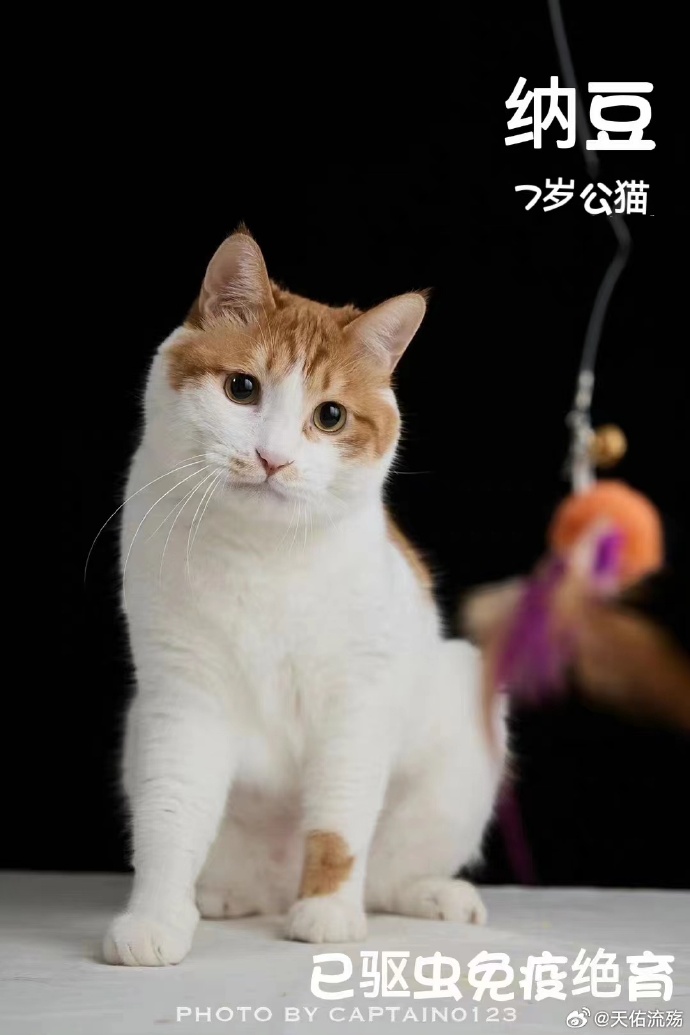 猫咪最新潮流，时代之星，人类忠实伙伴的陪伴与演变