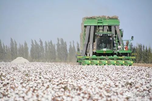 籽棉价格最新动态，最新行情报告出炉！