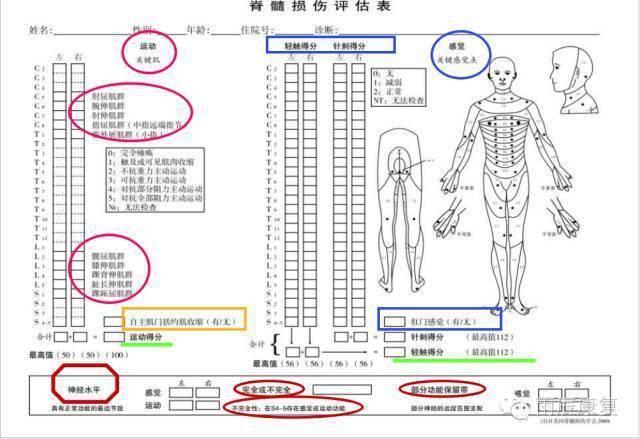 🌟脊髓损伤最新突破带来希望之光🌟