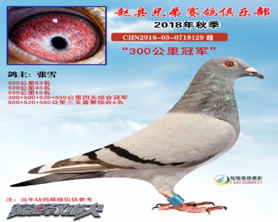 赵县信鸽协会最新公告，鸽子的温情与家的陪伴故事