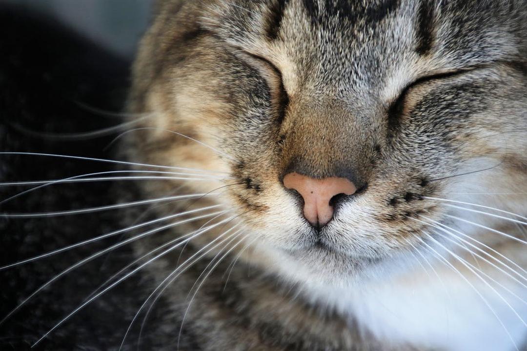 猫咪咪最新版，小巷中的隐秘宝藏探索