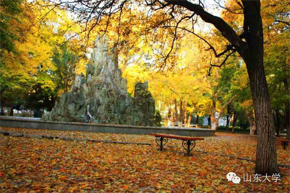山东大学最新动态，自然美景探索之旅启程！