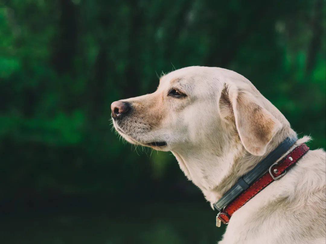 K9最新资讯，萌宠日常趣事与温馨时光揭秘