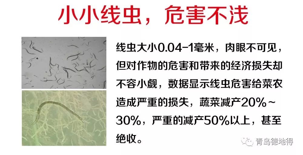 全球虫害新闻，挑战与应对策略的最新动态