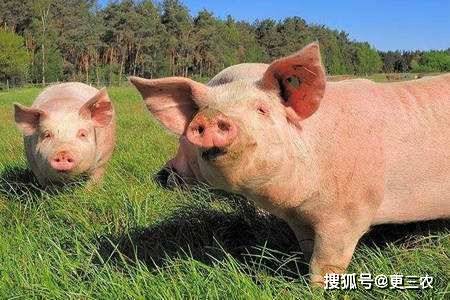 山东猪友之家行情报价深度解析，背景、事件与地位探究