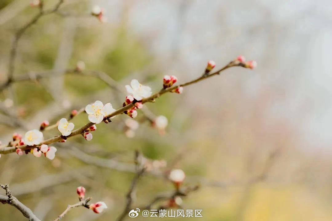 春暖花开最新网址，探索自然美景的奇妙旅程，寻找内心的宁静与平和