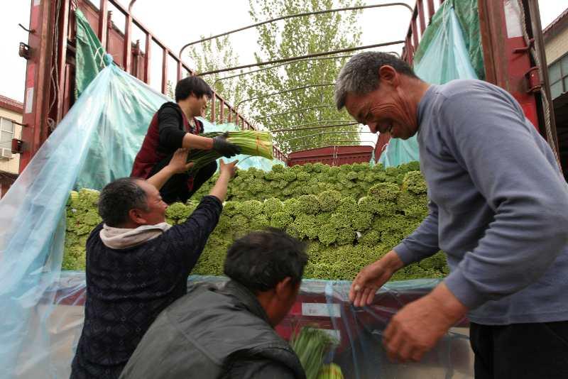 杞县大蒜价格最新行情走势动态更新🌱