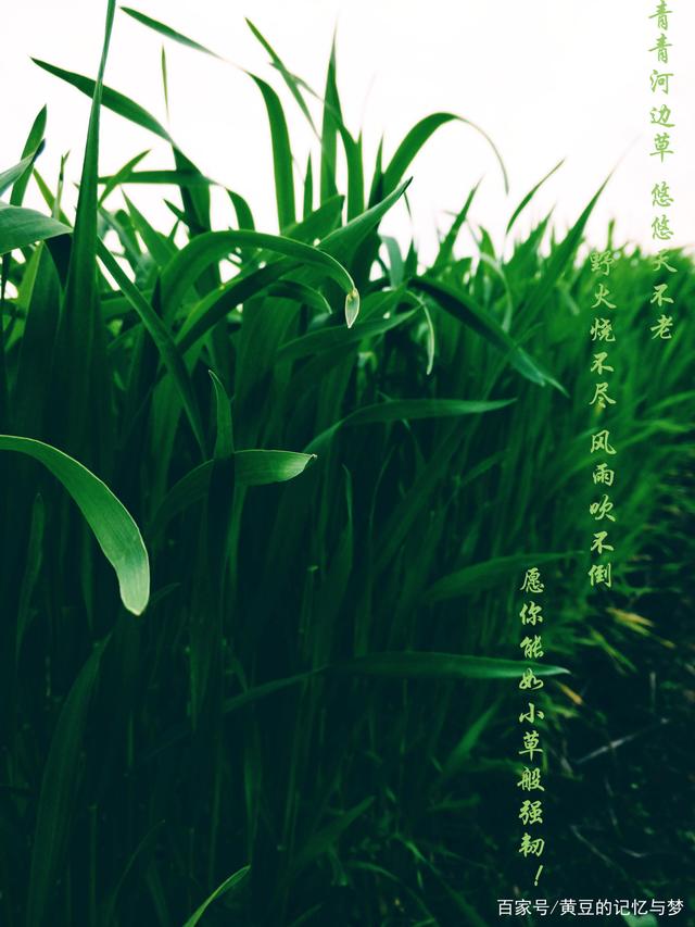 最新视频青青草，视觉盛宴的独家呈现！
