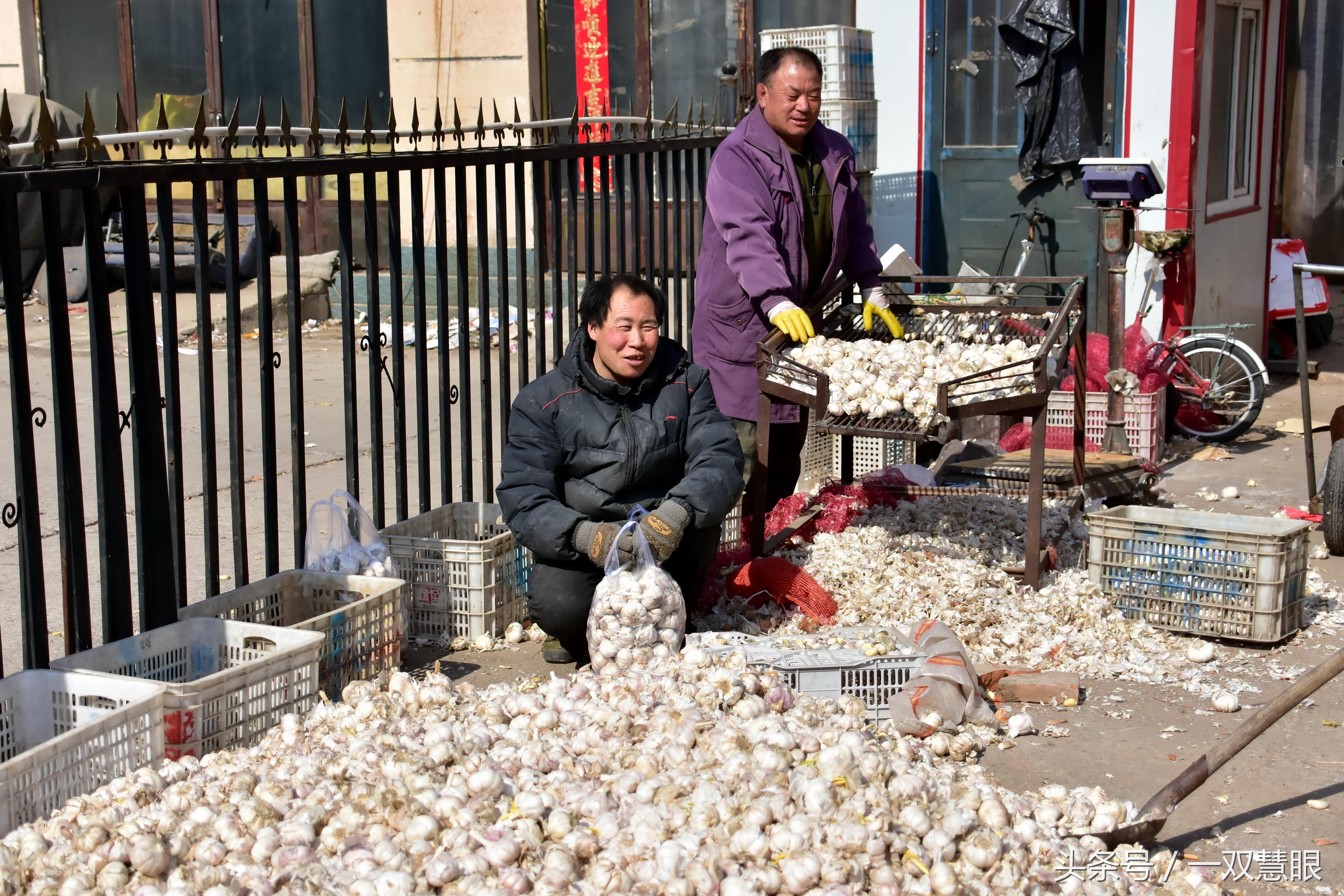 山东大蒜最新价格，时代印记与市场动态