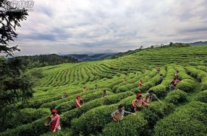 重庆茶园最新动态，茶韵生活的小确幸