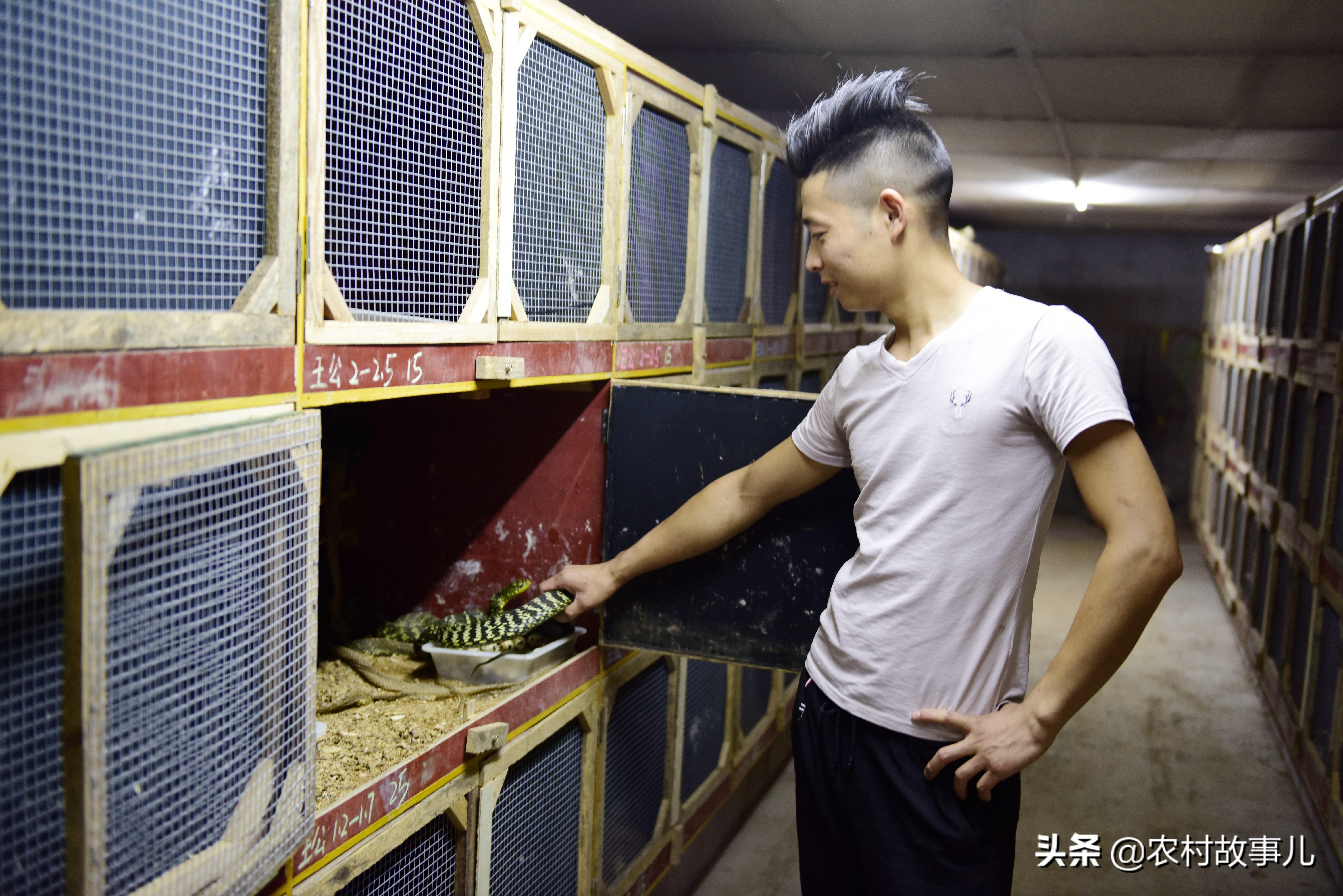 探索小巷特色小店，最新养蛇体验与乐趣分享