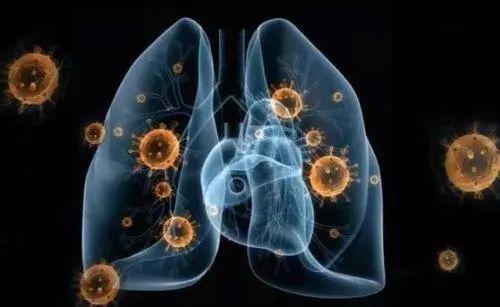 猪流感最新动态，背景、进展与全球影响全解析
