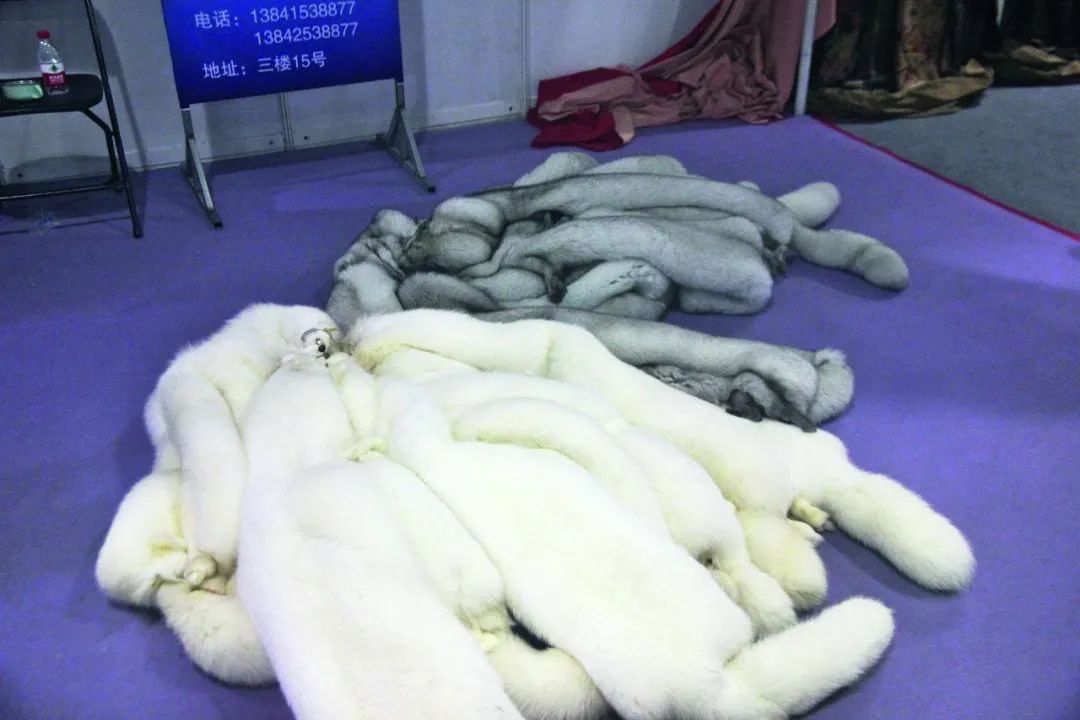 貂皮最新行情揭秘，时尚与科技交织的奢华魅力与价格变动